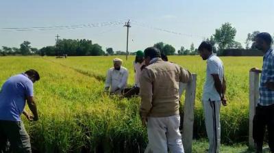 Rain, hailstorm damage paddy crop across Punjab