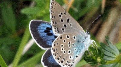  blue butterfly 