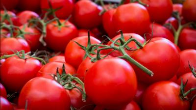 Tomatoes can increase men's fertility