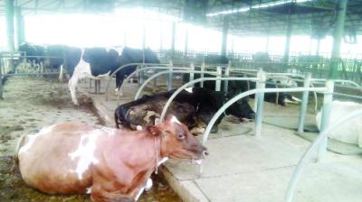 Dairy Farming