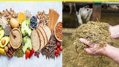 Who is responsible for chemicals in human and animal feed?