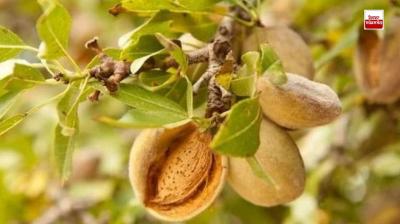 Farmers can earn lakhs of rupees by cultivating almonds
