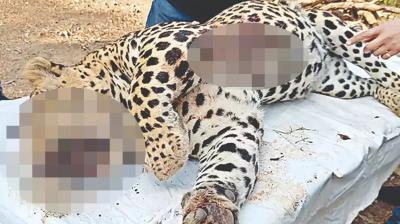 Leopard caught in Mohali
