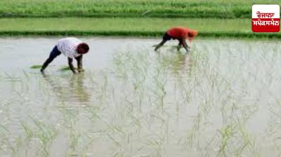 Paddy sowing: Importance of paddy sowing time