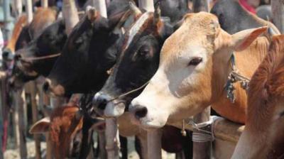 The government Cow cess is not reaching the city councils