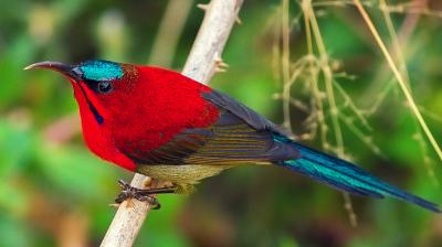 Places where you can enjoy bird watching with syberian birds