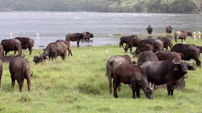 buffalo feed
