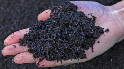 biochar emerges as soil amendment for agriculture