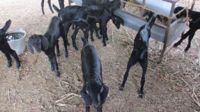 Goat farming