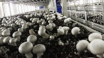 Mushroom Farming