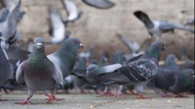 pigeons