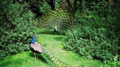 Salim Ali bird sanctuary Goa