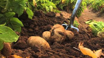 Potato Farming