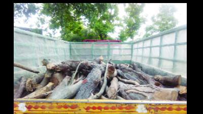 ਪੁਲਿਸ ਵਲੋਂ ਕਾਬੂ ਕੀਤੇ ਲੱਕੜੀ ਨਾਲ ਭਰੇ ਟਰੈਕਟਰ-ਟਰਾਲੀ ਦੀ ਤਸਵੀਰ।