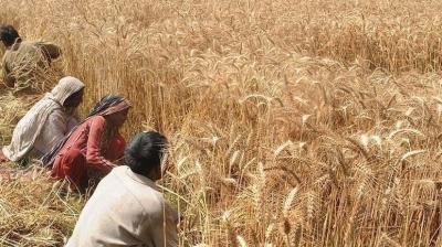  This time, Punjab is expected to have a bumper crop of wheat, the hard work of the farmers will be worth it