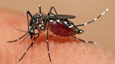 Aedes aegypti mosquito