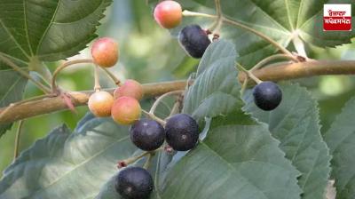 Farmers can earn good profit by cultivating false