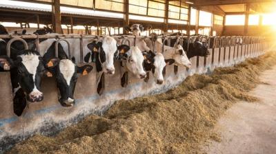  Two week free Dairy Training Course for Unscheduled Caste Youth from 14th December