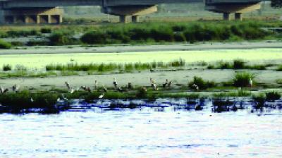 ਦਰਿਆ ਕਿਨਾਰੇ ਬਰੇਤੀ 'ਤੇ ਅਠਖੇਲੀਆਂ ਕਰਦੇ ਪੇਂਟਿਡ ਸਟਾਰਕ ਤੇ ਹਾਸ਼ੀਏ 'ਚ ਨੇੜਿਉਂ ਲਈ ਗਈ ਤਸਵੀਰ।