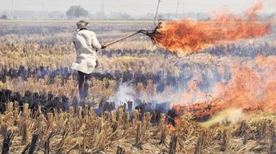 Stubble burning