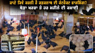 Kadaknath Black Chicken Farmer