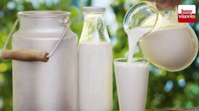 Know these tips to increase buffalo milk and fat, you will gain 10% fat