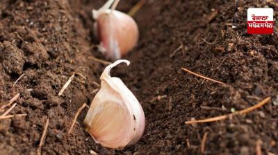 How to Grow Garlic