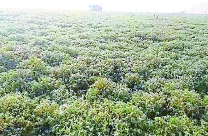 Damage to the fog crop