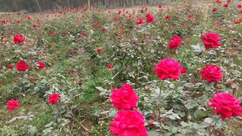 Rose Cultivation