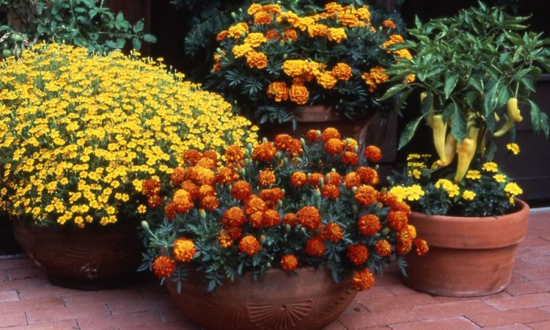 Marigold Flower Cultivation