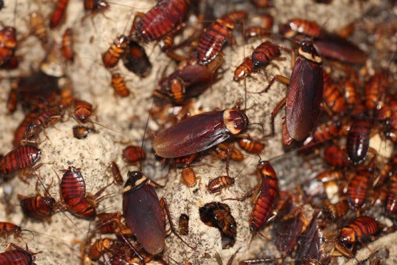 Cockroach family found living inside man’s ear canal