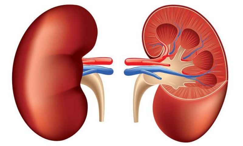 kidney