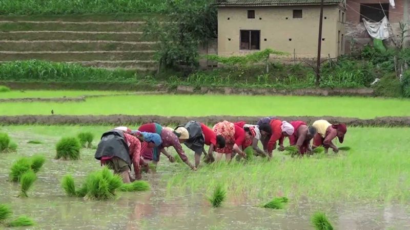 owing rice paddy