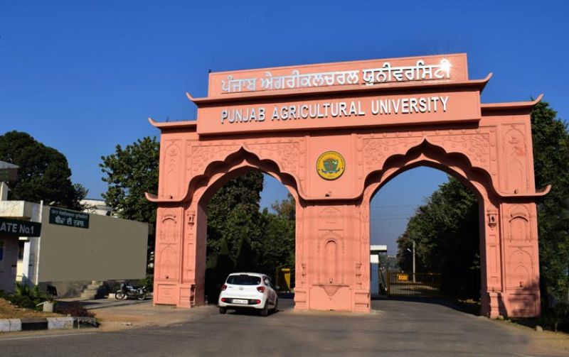 punjab agriculture university ludhiana