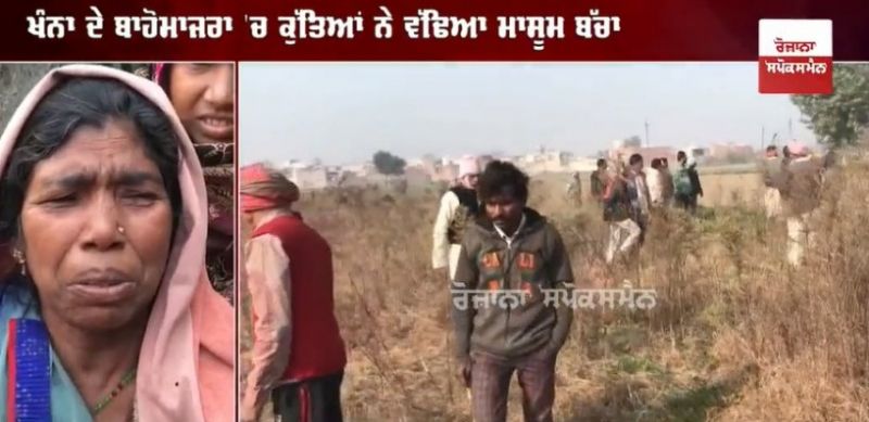 straydogs snatched and killed the innocent child