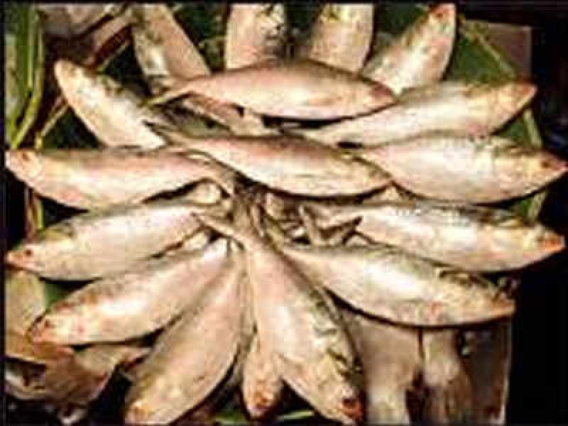 Hilsa fish