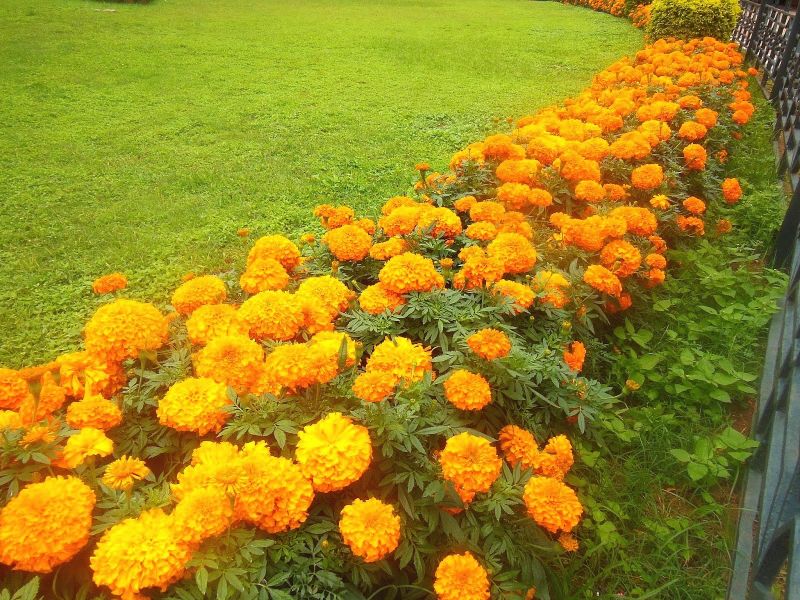Marigold Flower Cultivation