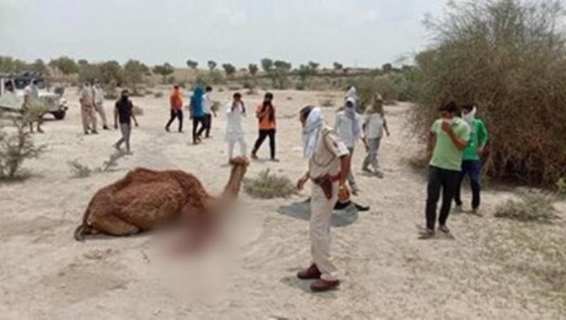 Forefeet chopped, 4-year-old camel baby axed to death by men in Rajasthan's Churu district