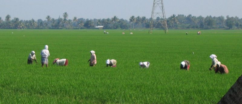 paddy farm