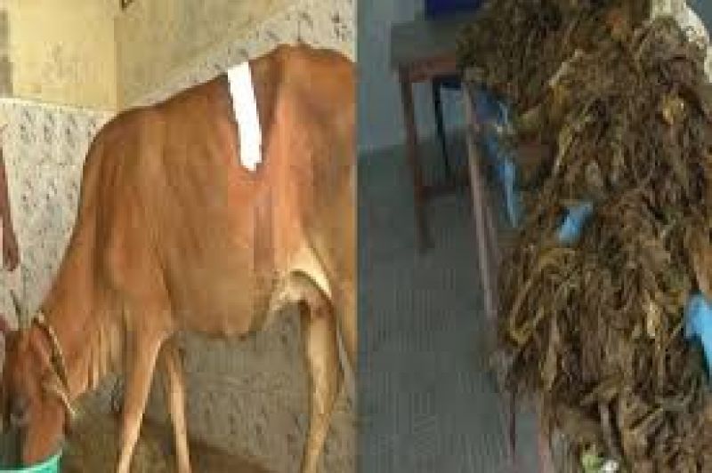 52 kg plastic from cows