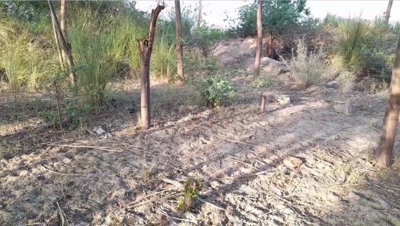 Forest department and tree keepers face to face over tree care