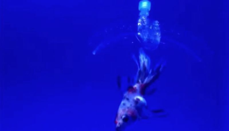 Special robot for exploring marine life