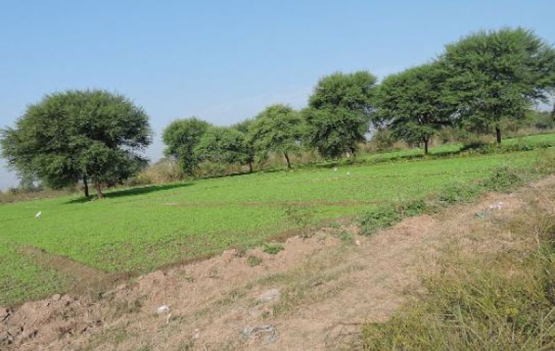 ਕਿੱਕਰ ਦੇ ਦਰੱਖਤ 