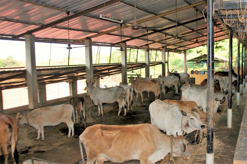 Cow Shed Shelter