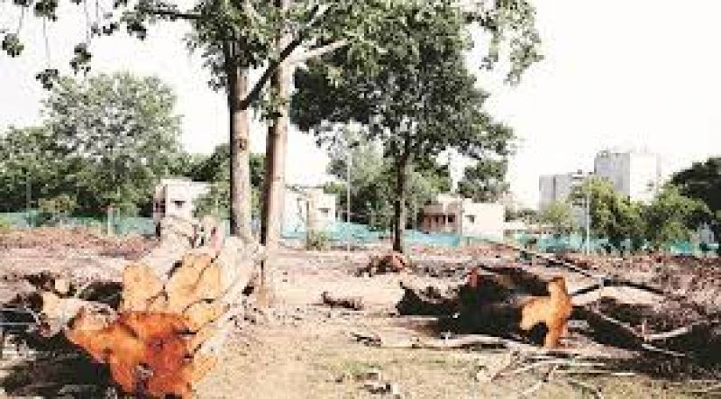  trees cutting in delhi 