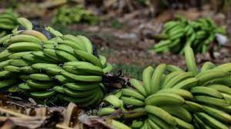 70 kg of bananas fell on the head of the laborer