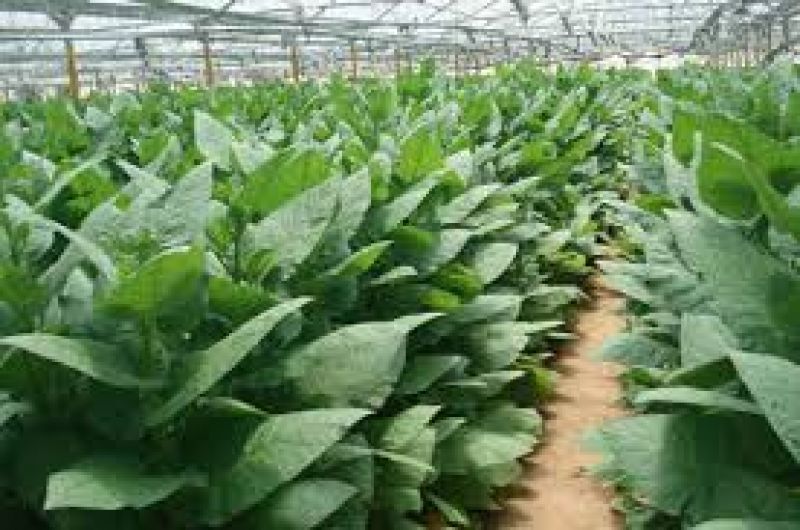 Human Collagen From Tobacco