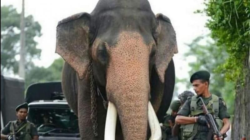 Nadungamuwa Raja Elephant security