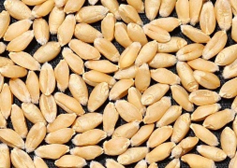 Wheat