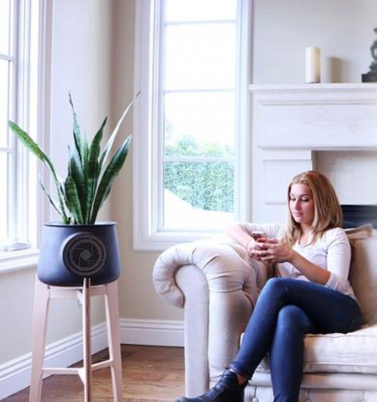 natural air purifier